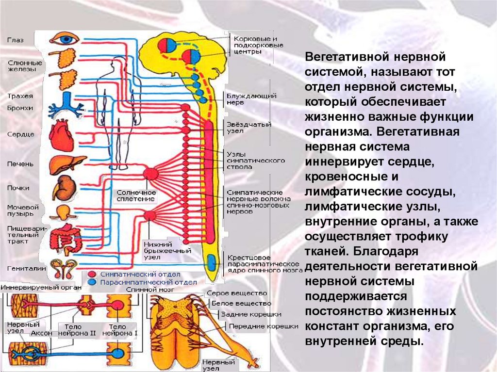 Основная функция внутренних органов. Автономный вегетативный отдел нервной системы 8 класс. Что иннервирует вегетативная нервная система таблица. Регуляцией функции и отделом нервной системы. Вегетативная нервная система иннервирующая сердце.