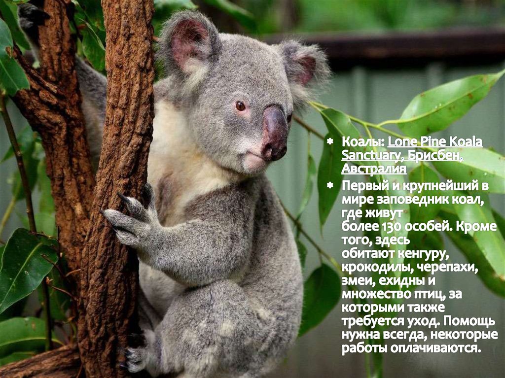 Коала относится к сумчатым. Брисбен парк коал. Лоун парк коала в Австралии. Лоун Пайн. Lone Pine Koala Sanctuary.