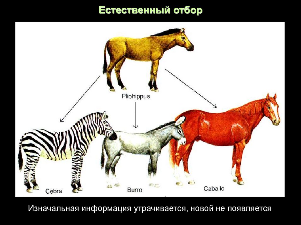 Тихо идет естественный отбор картинки