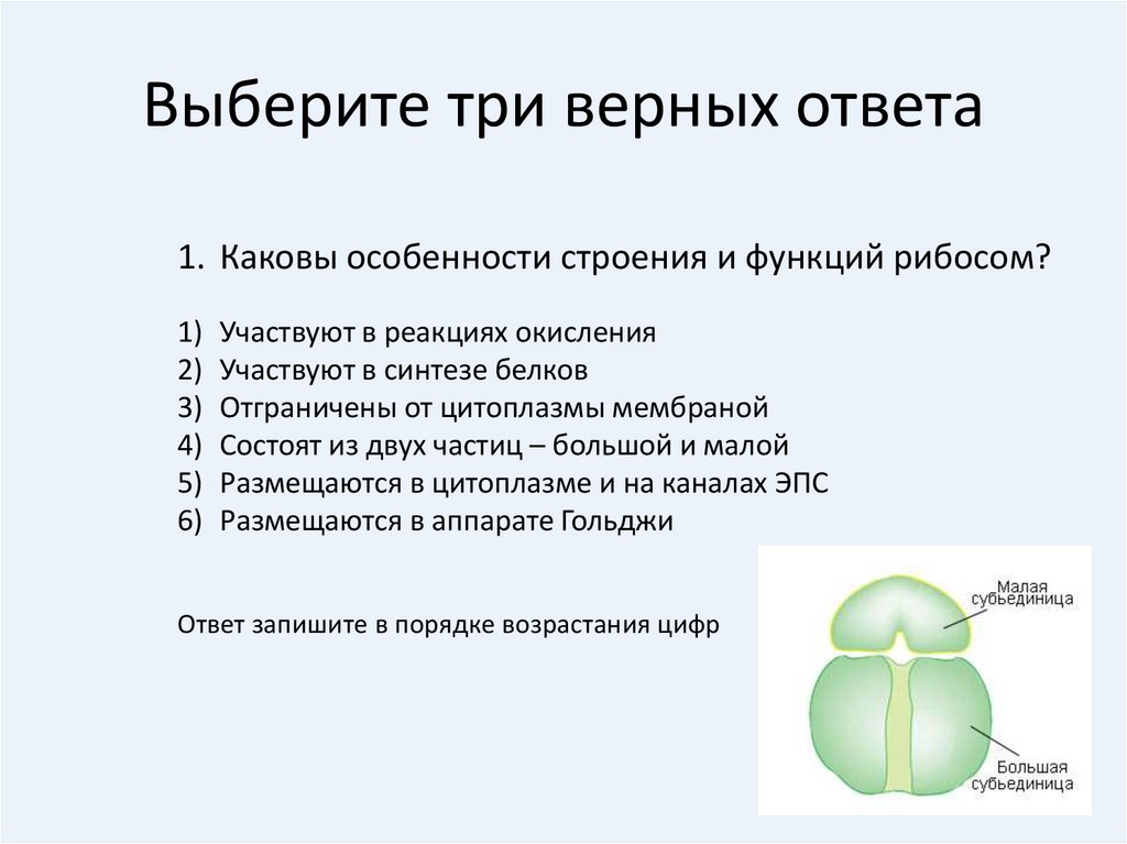 Выберите верную форму. Рибосомы особенности строения и функции. Рибосомы строение и функции ЕГЭ. Каковы особенности строения и функций рибосом. Взаимосвязь строения и функций рибосом.