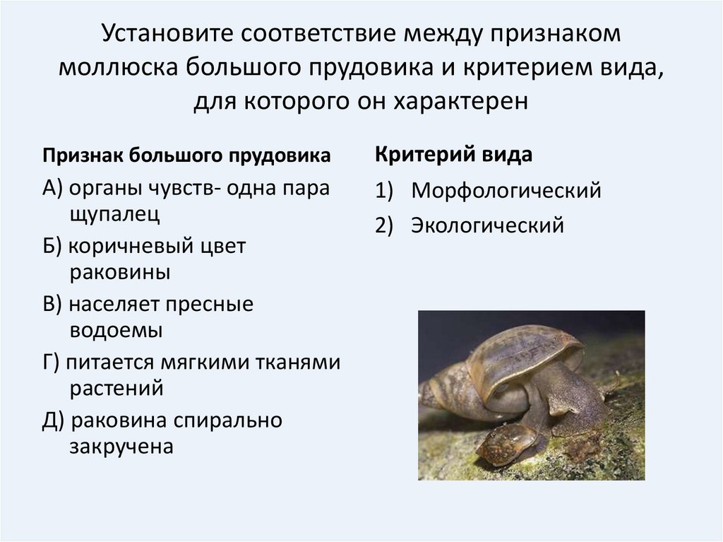 Признаки моллюсков. Признаки большого прудовика. Большой прудовик характеристика. Признаки прудовика. Установите соответствие между признаком моллюска большого.