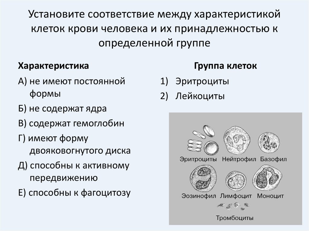 Установите соответствие между характеристиками и классами. Установить соответствие между характеристикой клеток крови человека. Установить соответствие между характеристиками и клетками крови. Соответствие, между клетками крови и их особенностями. Установи соответствие между характеристикой клеток крови.