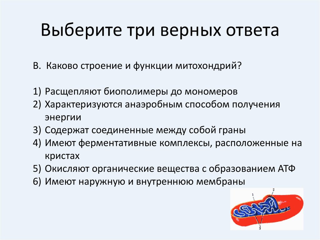 Отметьте три верных варианта ответа. Каково строение и функции митохондрий. Каковы строения и функции митохондрий ответ. Каковы строение и функции митохондрий. Каковы особенности строения и функций митохондрий?.