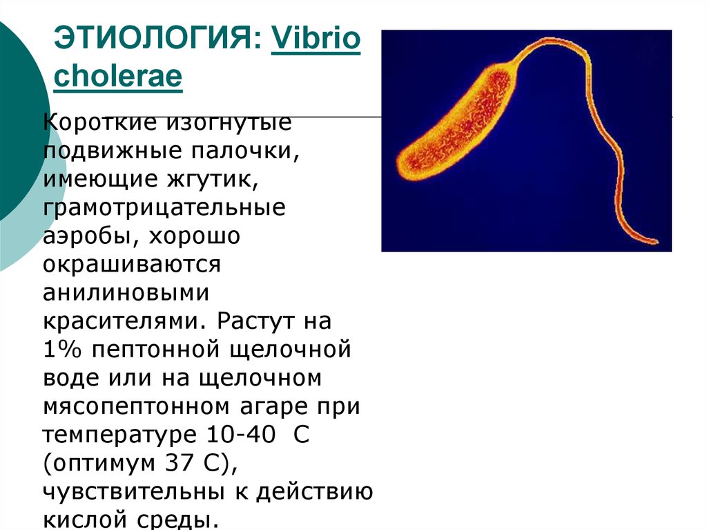Холера тип. Антибиотики холерный вибрион. Холерный вибрион это бактерия. Вибрио холера морфология. Холерный вибрион Тип питания.