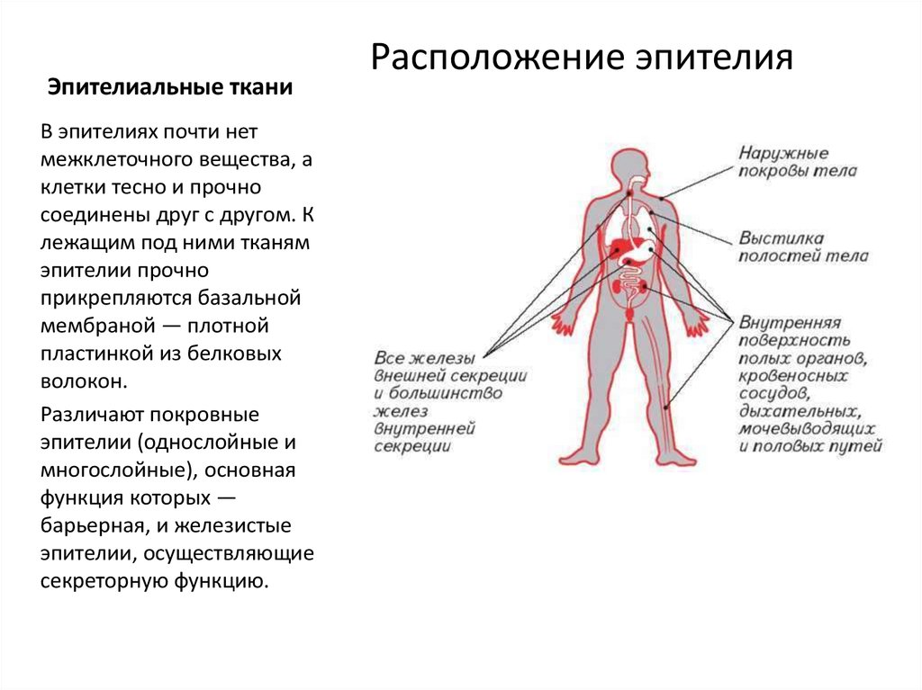 Органы и ткани лечение