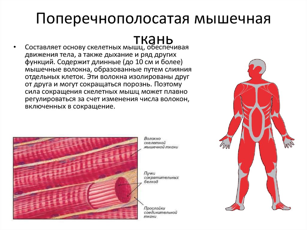 Поперечнополосатая мышечная ткань сердца