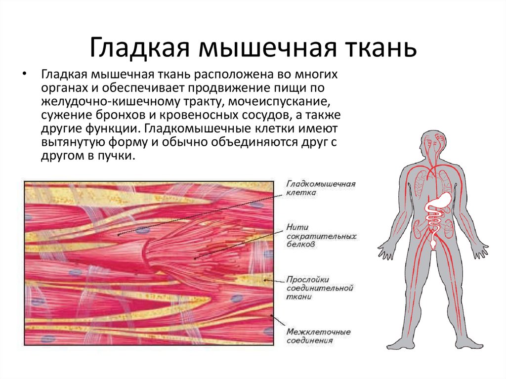 Изображение гладкой мышечной ткани