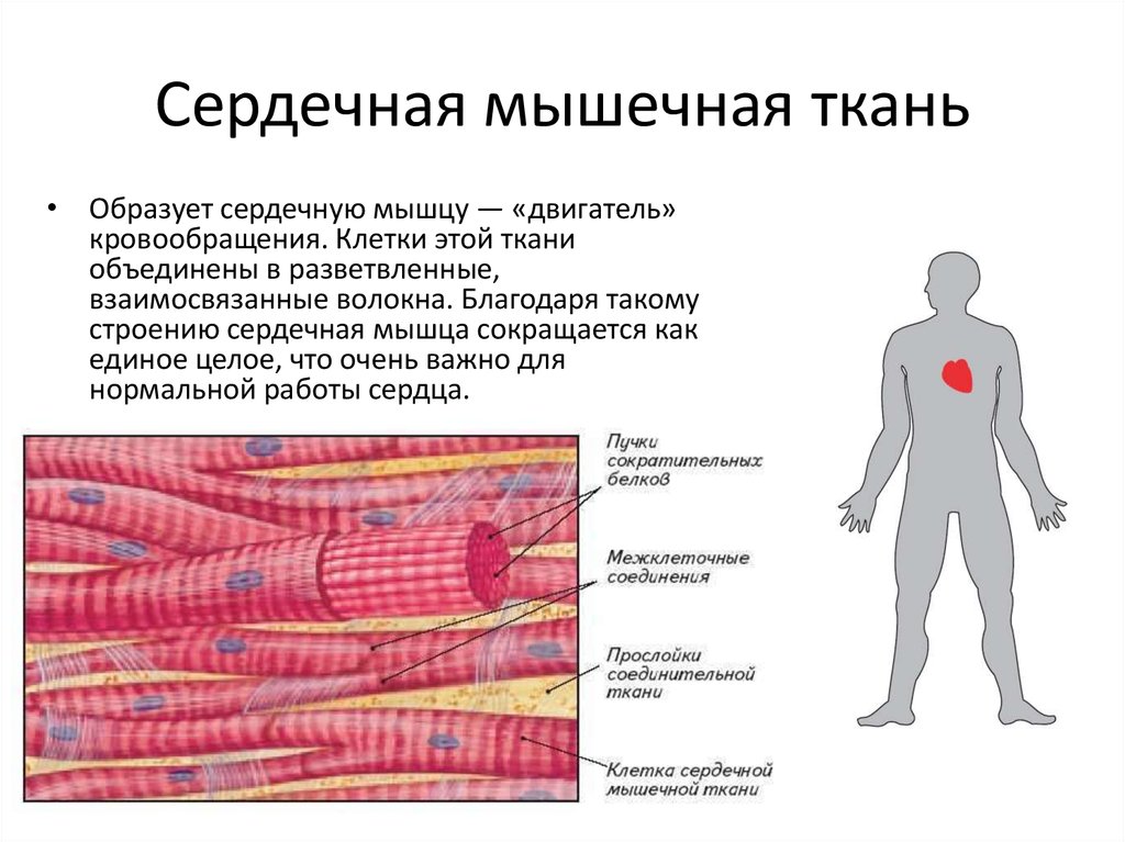 Использование органов или тканей потерпевшего