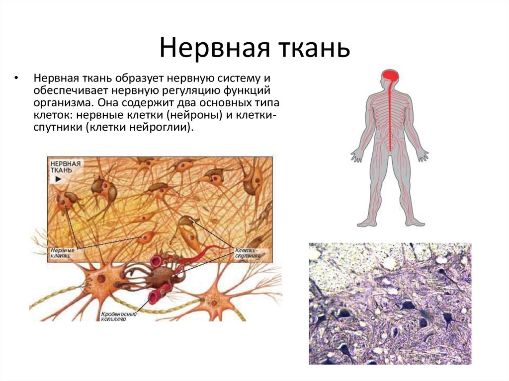 Ткани организма человека