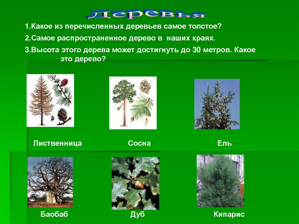 Перечисли деревья. Самое распространенное дерево. Какое дерево самое распространенное. Самые распространение деревья. Самый распространенный вид деревьев.