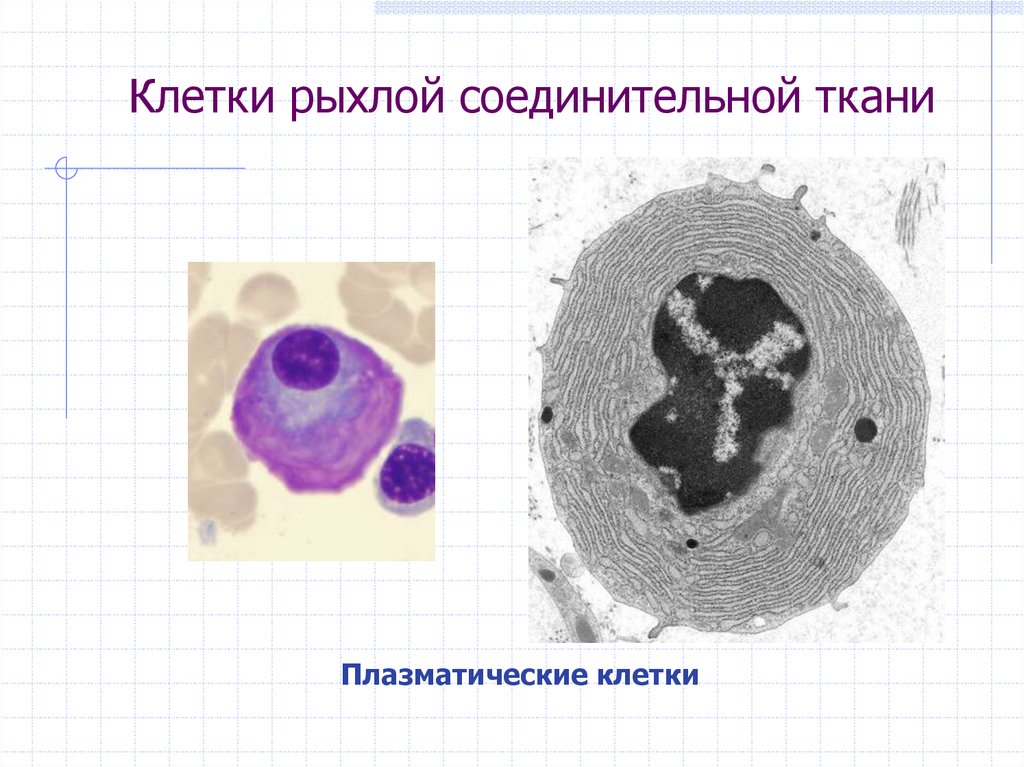 1 плазматическая клетка. Плазматические клетки плазмоциты. Плазмоциты в соединительной ткани. Плазматические клетки (плазмоциты) рыхлой соед ткани. Плазматические клетки гистология.