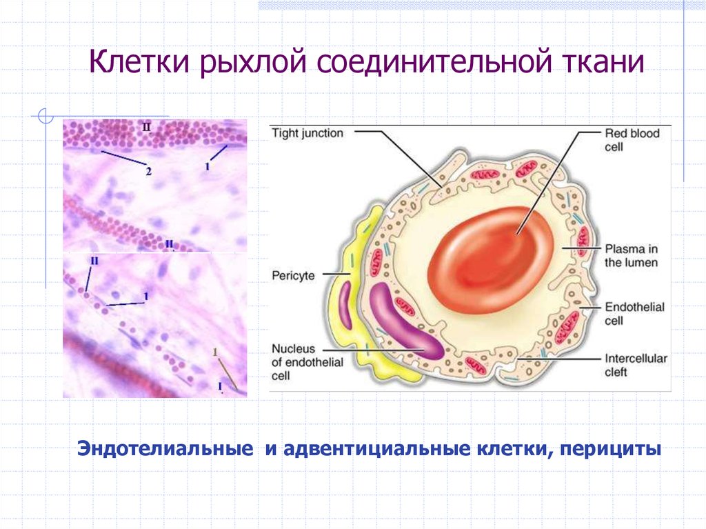 Основная клетка соединительной ткани. Клетки рыхлой соединительной ткани. Адвентициальные клетки. Перициты и адвентициальные клетки. Размерадвентициальные клетки.