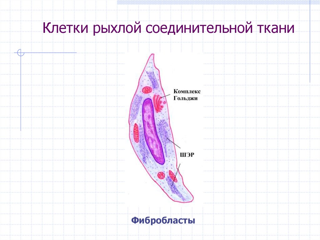 Клетки соединительной ткани. Клетки соединительной ткани гистиоциты выполняют функцию. Клетки соединительной ткани содержащие запас питательных веществ. Форма соединительной клетки. Адвентициальная клетка в рыхлой соединительной ткани.