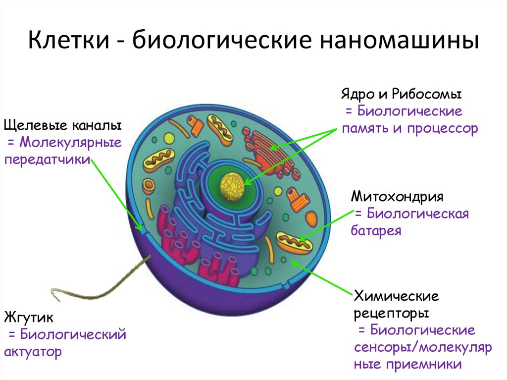 Биологическая клетка. Клетка биологическая система. Клеточная система биология. Клетка как биологическая.