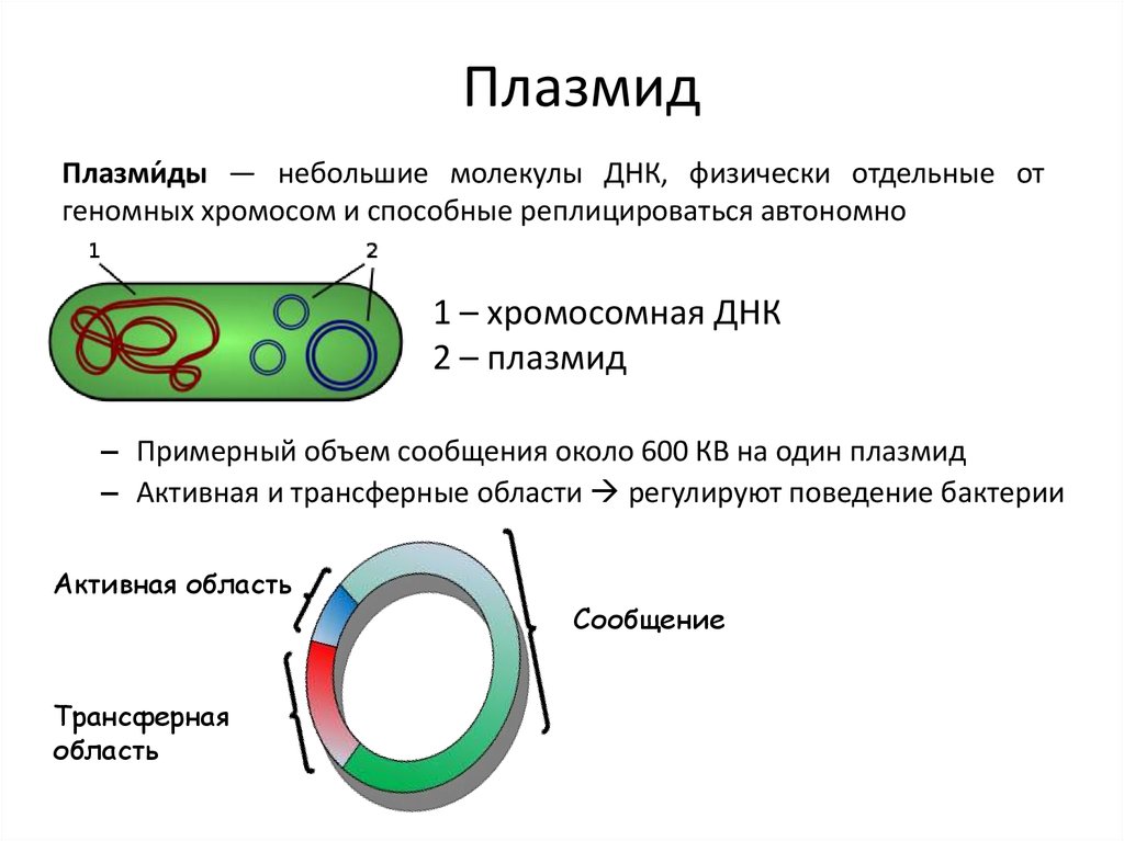 Кольцевая хромосома в митохондриях. Плазмиды строение и функции. Строение бактерии плазмида. Строение плазмиды бактерий. Строение бактериальных плазмид.