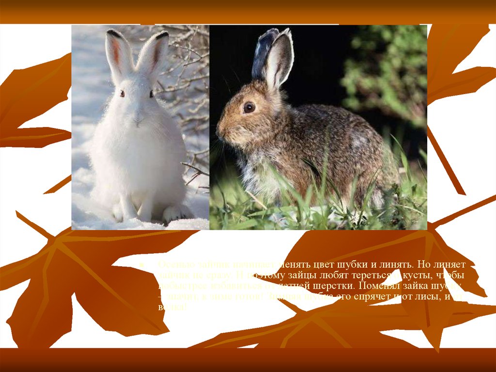 Линька зайца при изменении длины светового дня. Заяц меняет шубку. Заяц меняет цвет шубки. Заяц меняет окраску. Заяц готовится к зиме осенью.
