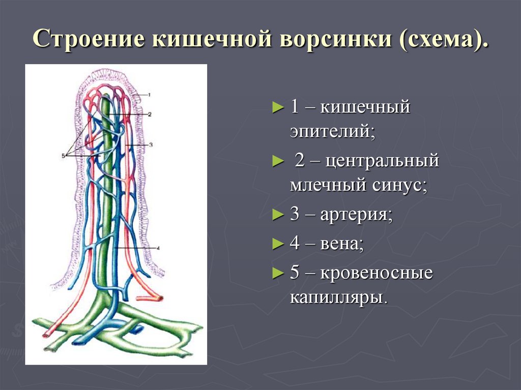 Какая структура ворсинки кишечника обозначена на рисунке цифрой 2