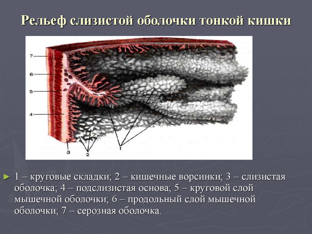 Тонкий кишечник происходящие процессы