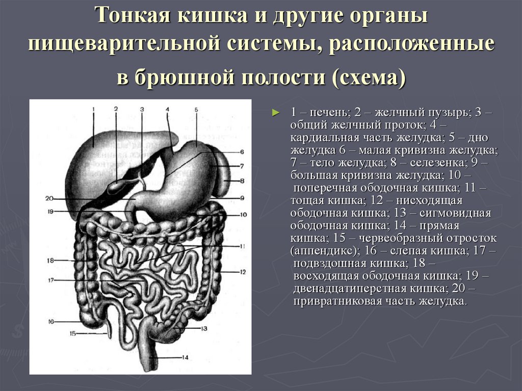 Какие железы расположены в брюшной полости. Схема расположения тонкого кишечника. Тонкая кишка и другие органы в брюшной. Расположение тонкого кишечника анатомия. Тонкий кишечник анатомия топография.