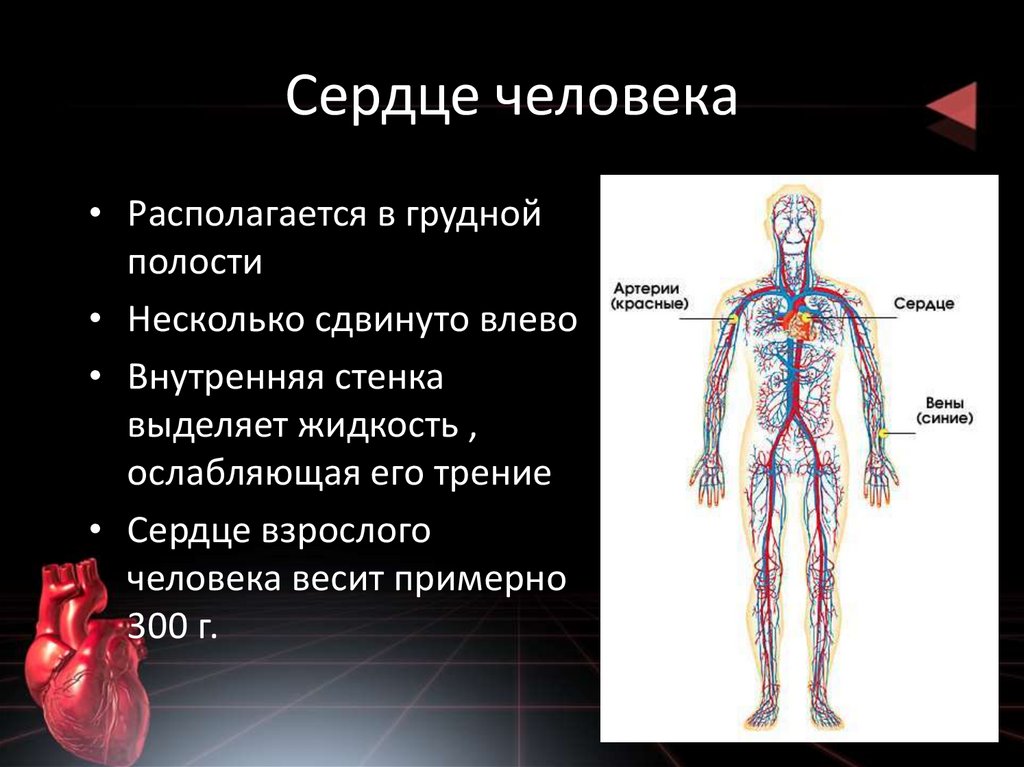 Где находится сердце схема