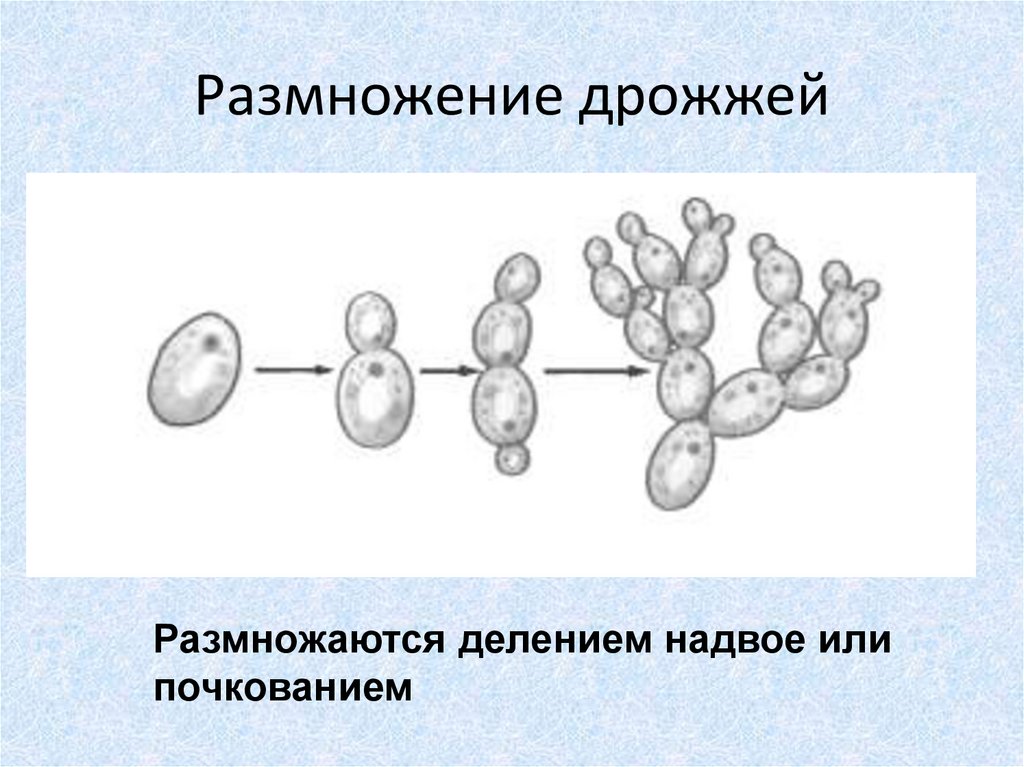 Размножение дрожжей спорами