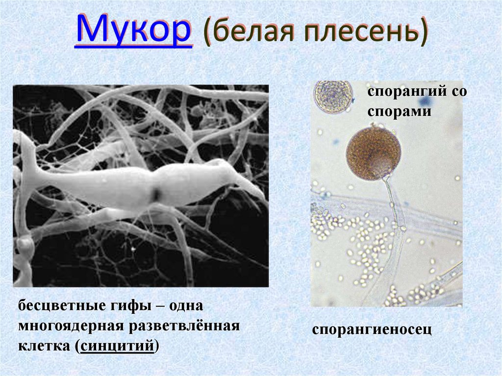 Мукор образует. Пеницилл микориза. Мукор лопнувший спорангий. Пеницилл образует микоризу. Морфология плесневых грибов.