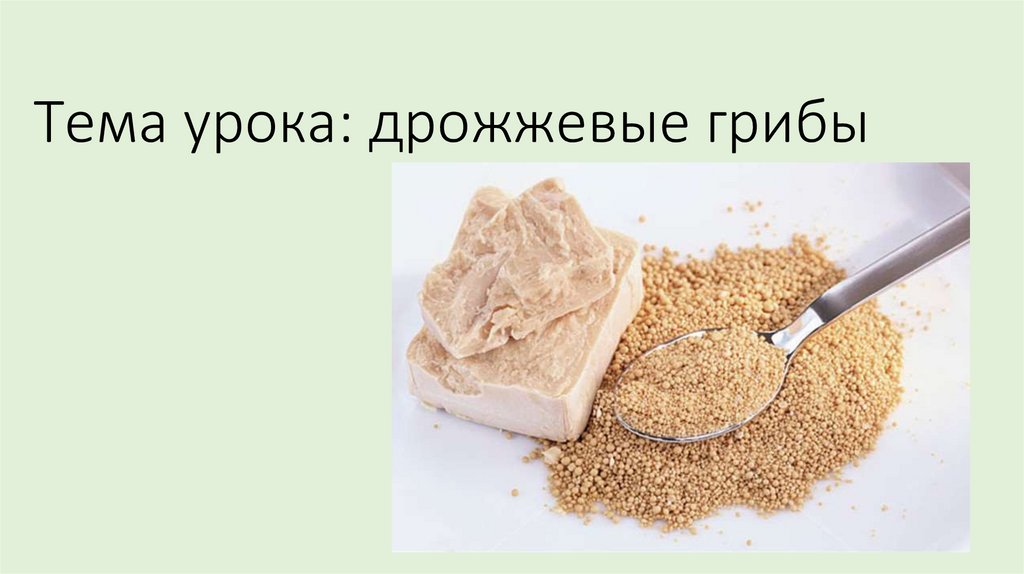 Белые грибы дрожжи