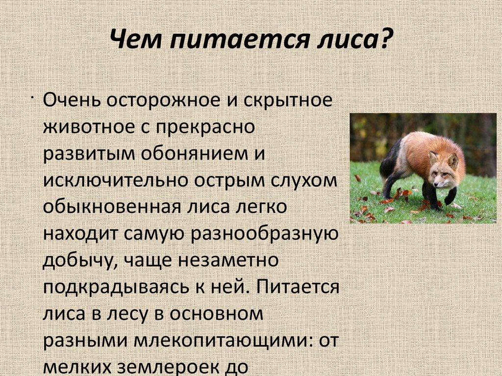 Какой тип питания характерен для финвала изображенного на рисунке