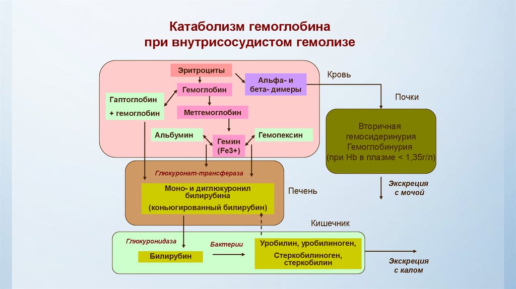 Схема катаболизма гема до образования конечных продуктов