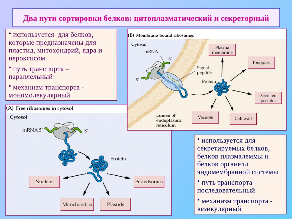 Белковый транспорт. Цитоплазматический путь транспорта белков секреторный. Транспорт белков внутри клетки. Транспорт белков внутри клетки где происходит.