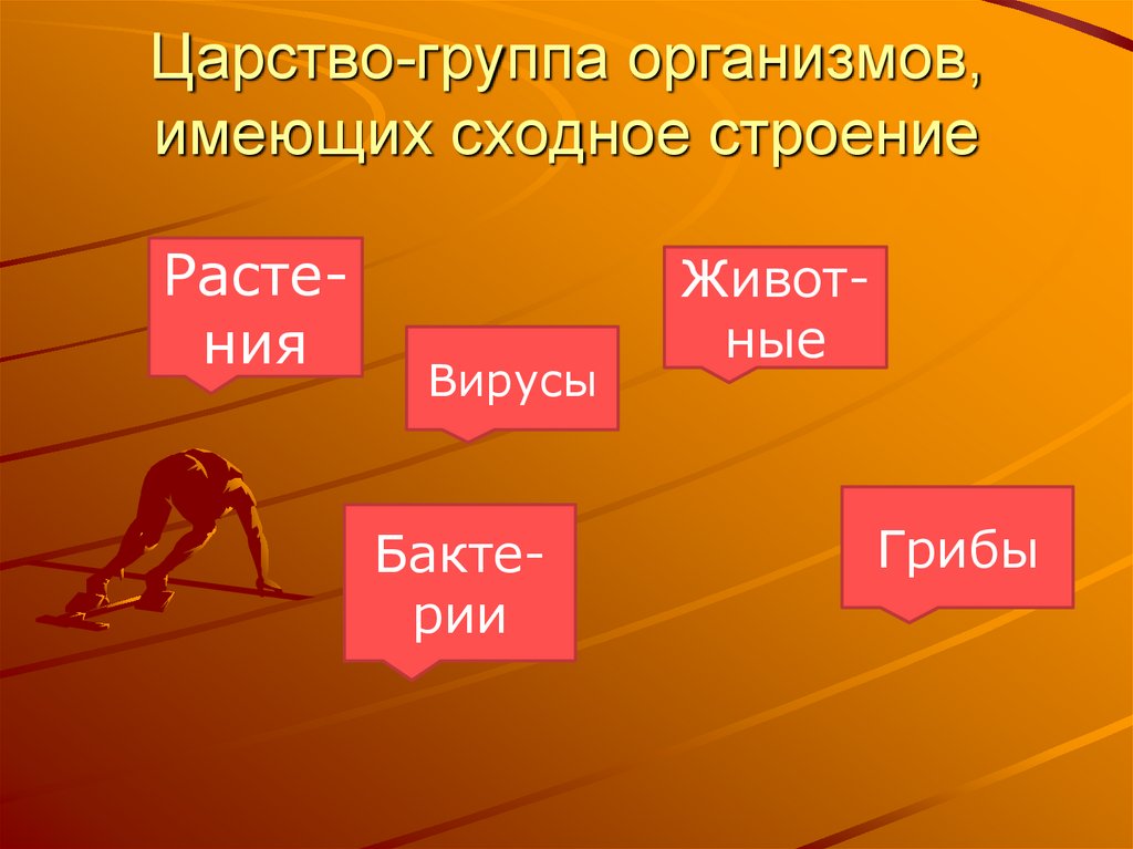 Группы организмов. Органы имеющие сходное строение. Какие бывают группы организмов. Группа организмов человека.