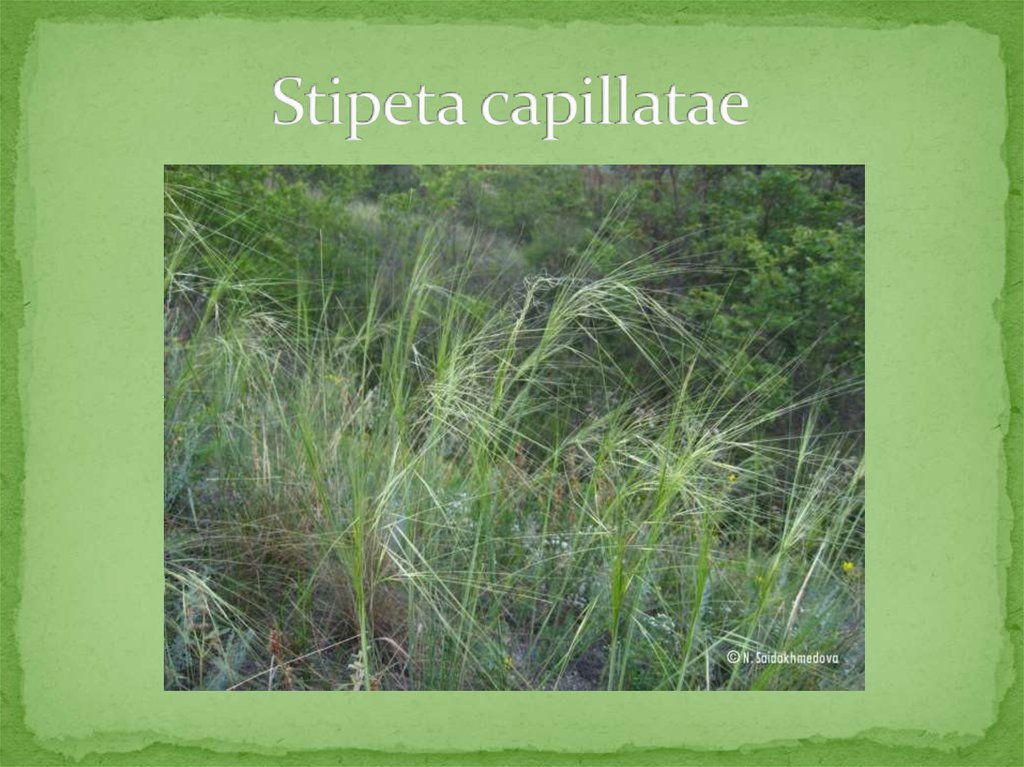 Stipeta capillatae
