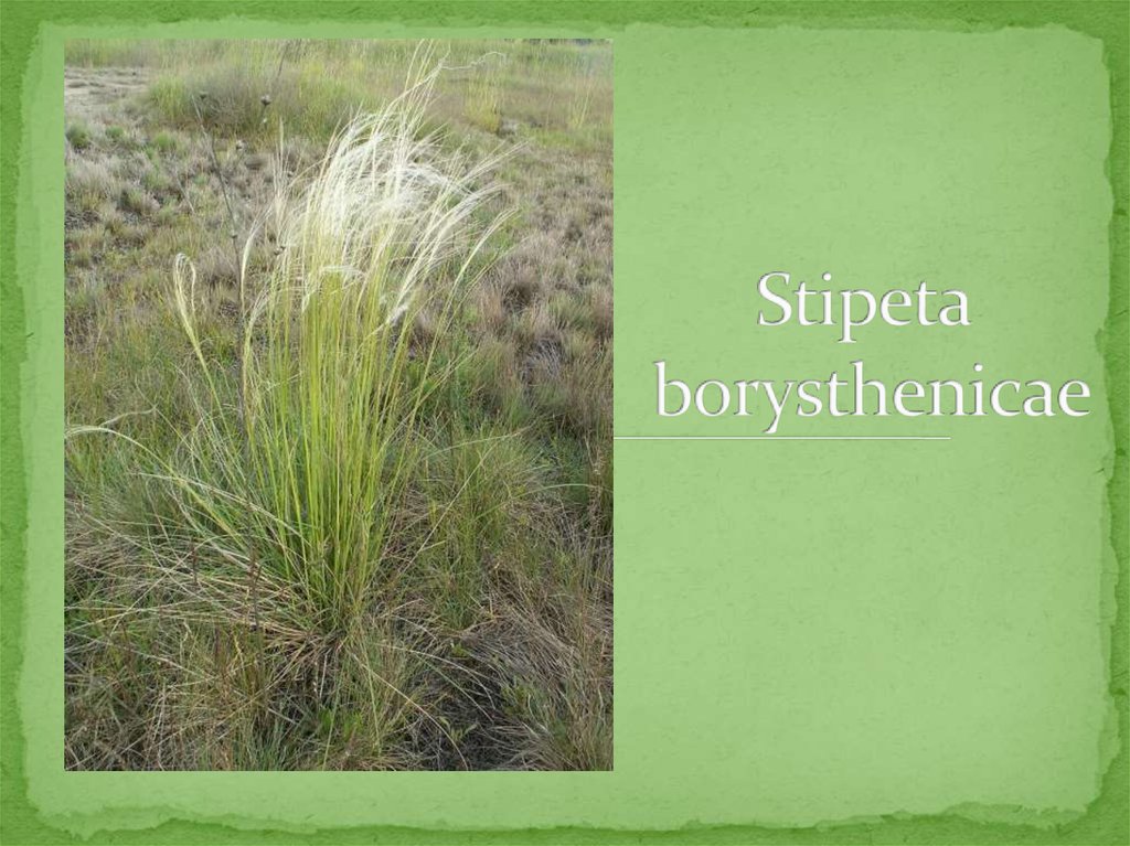 Stipeta  borysthenicae