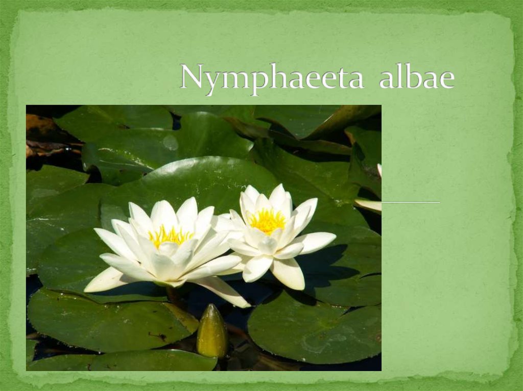 Nymphaeeta albae