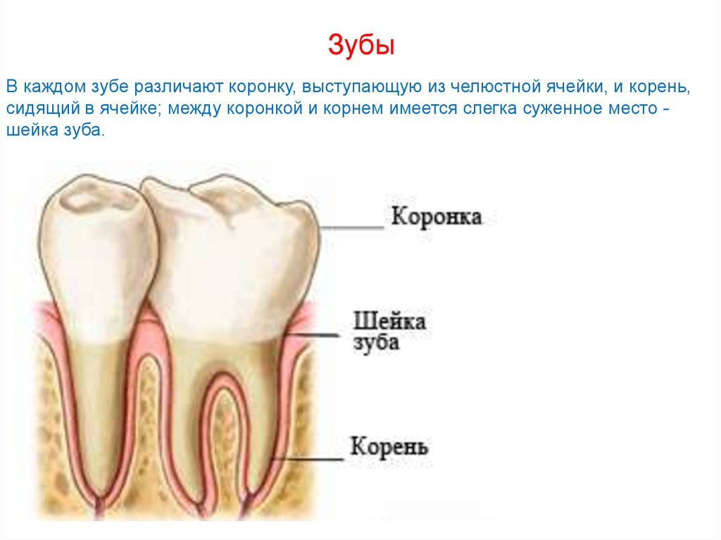 Корень зуба находится. Анатомия зуба коронка шейка корень. Коронка зуба шейка зуба корень зуба. Коронка 2) корень 3) зуб 4) шейка. Коронка шейка и корень зуба.