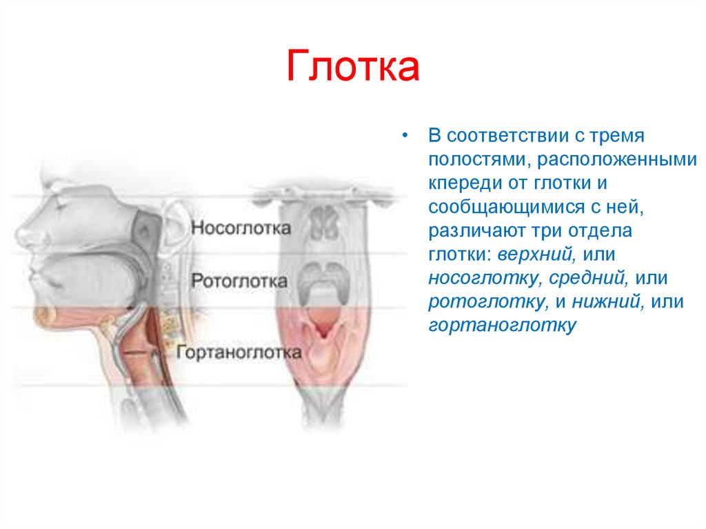Что значит глоток. Глотка строение анатомия. Глотка делится на три части. Ротоглотка это отдел глотки.