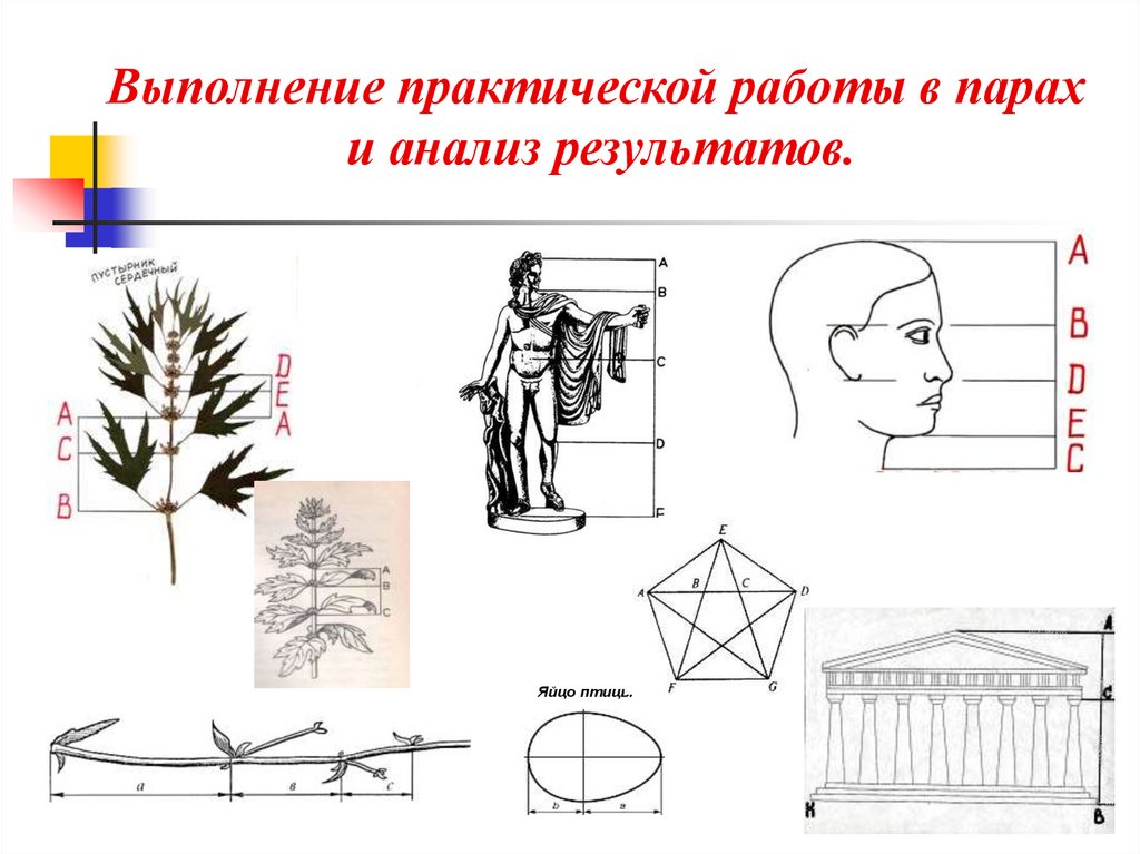 Пропорции урок. Тема урока пропорции. Что такое пропорции в изо. Пропорция в искусстве. Пропорции в технике.