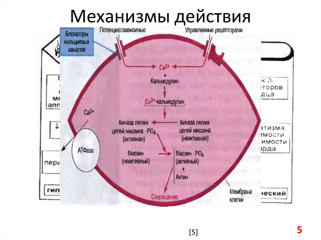 Нифедипин по схеме токолиза