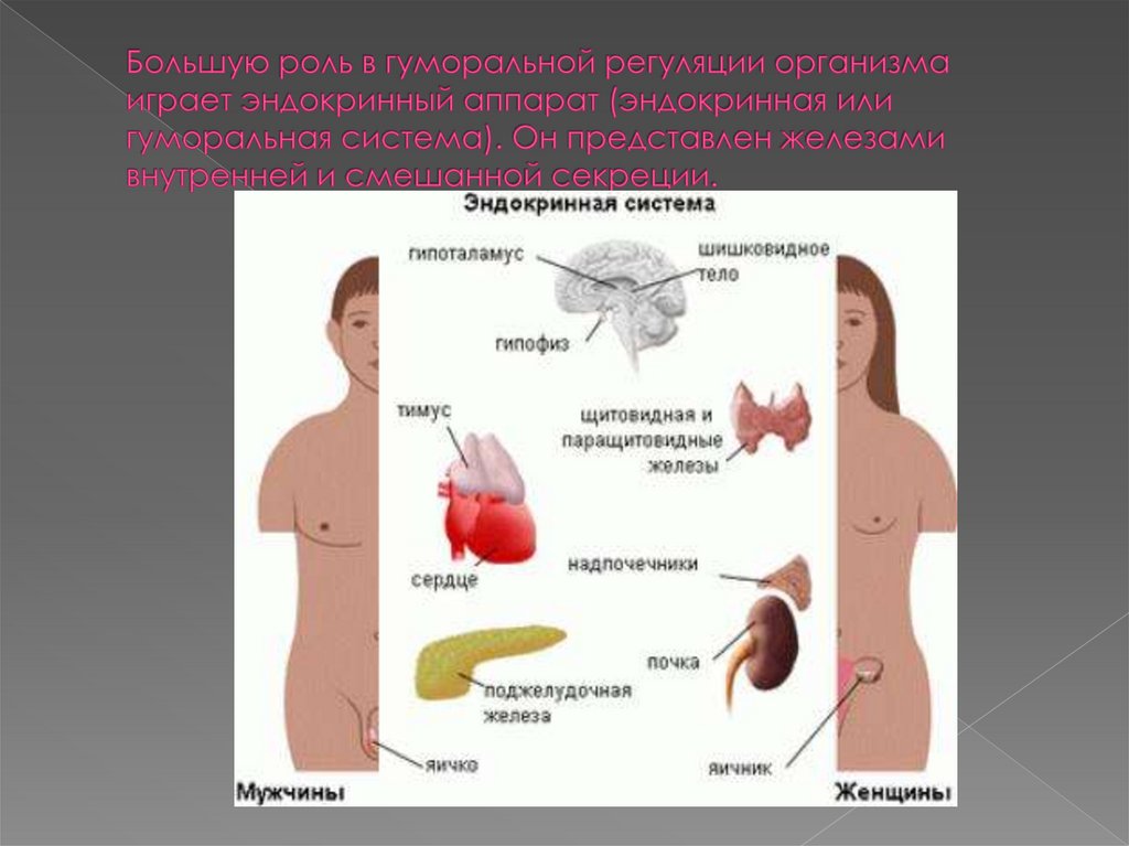 Презентация гуморальная регуляция 8 класс биология