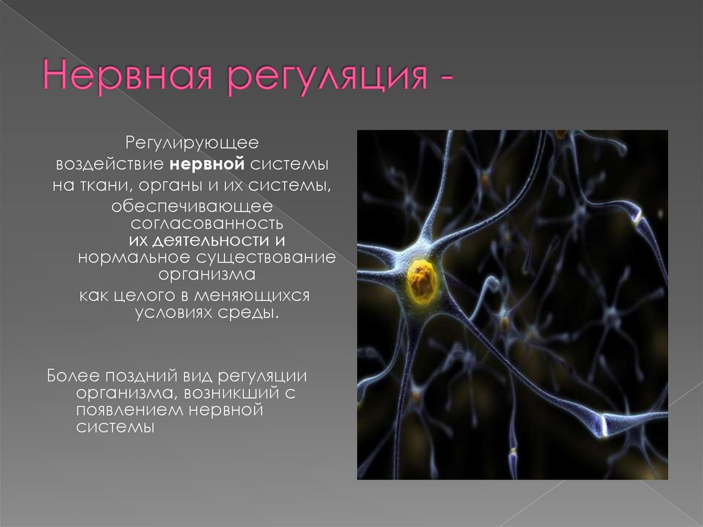 Какую роль играет нервная. Нервная регуляция. Регуляторная нервная система. Саморегуляция нервной системы. Нервная регуляция функций всех органов и тканей организма.