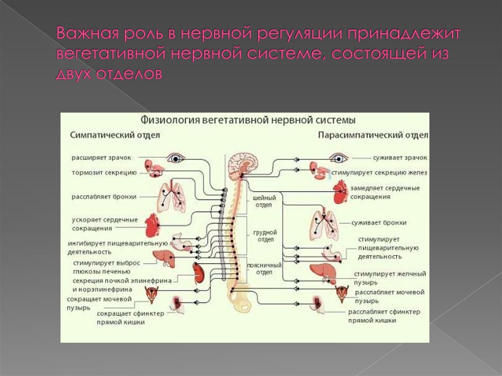 Вегетативное воздействие. Парасимпатическая нервная система таблица. Парасимпатический отдел вегетативной нервной системы физиология. Основная функция симпатического отдела вегетативной нервной системы. Парасимпатический отдел ВНС функции.