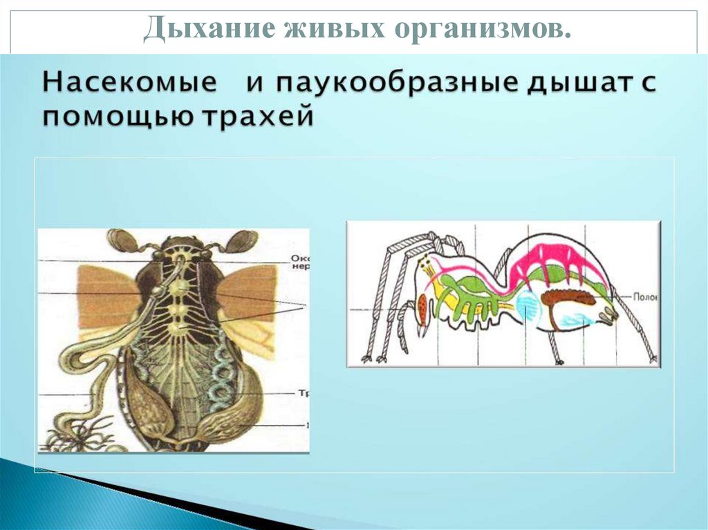 Нарисовать живых организмов с разными типами дыхания