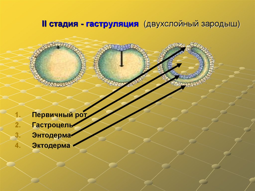 Гаструла это двухслойный зародыш. Стадия двухслойного зародыша. Первичная полость гастроцель. 2 Стадия гаструляции.