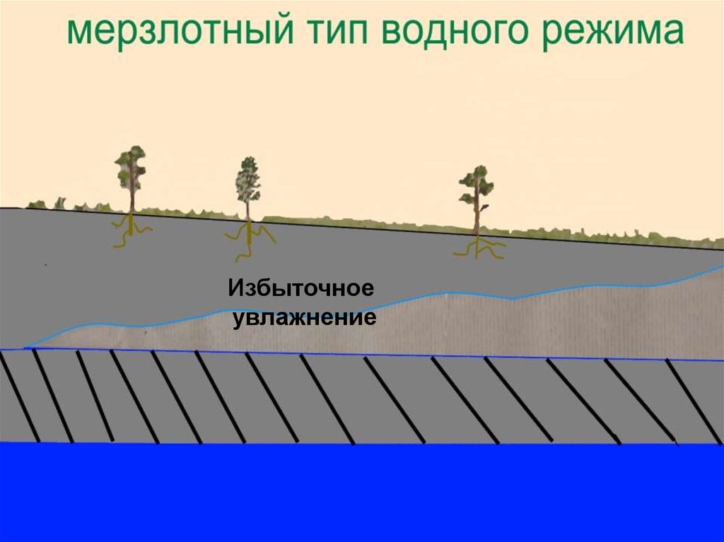 Почвы формируется в условиях избыточного увлажнения. Избыточное увлажнение почвы. Губытогное увлажнение. Мерзлотный Тип водного режима. Избыточное увлажнение это в географии.