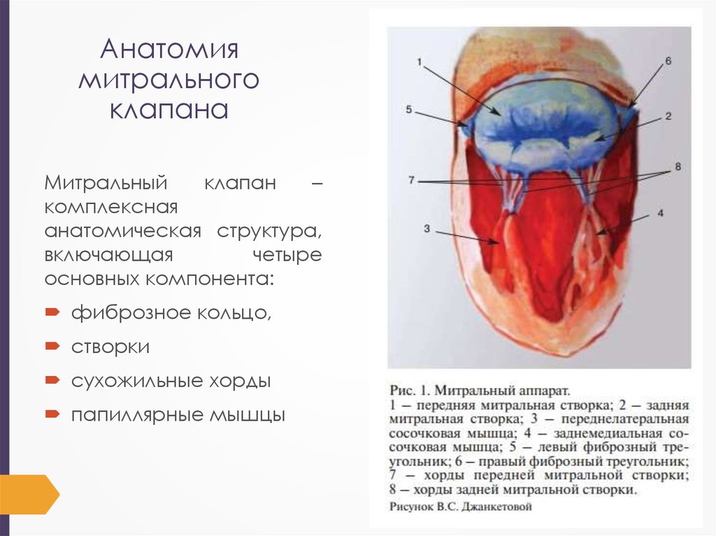 Эндокардиоз митрального клапана это