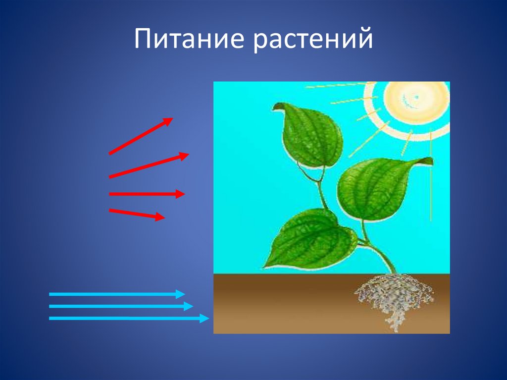 Во время фотосинтеза растения поглощают воду