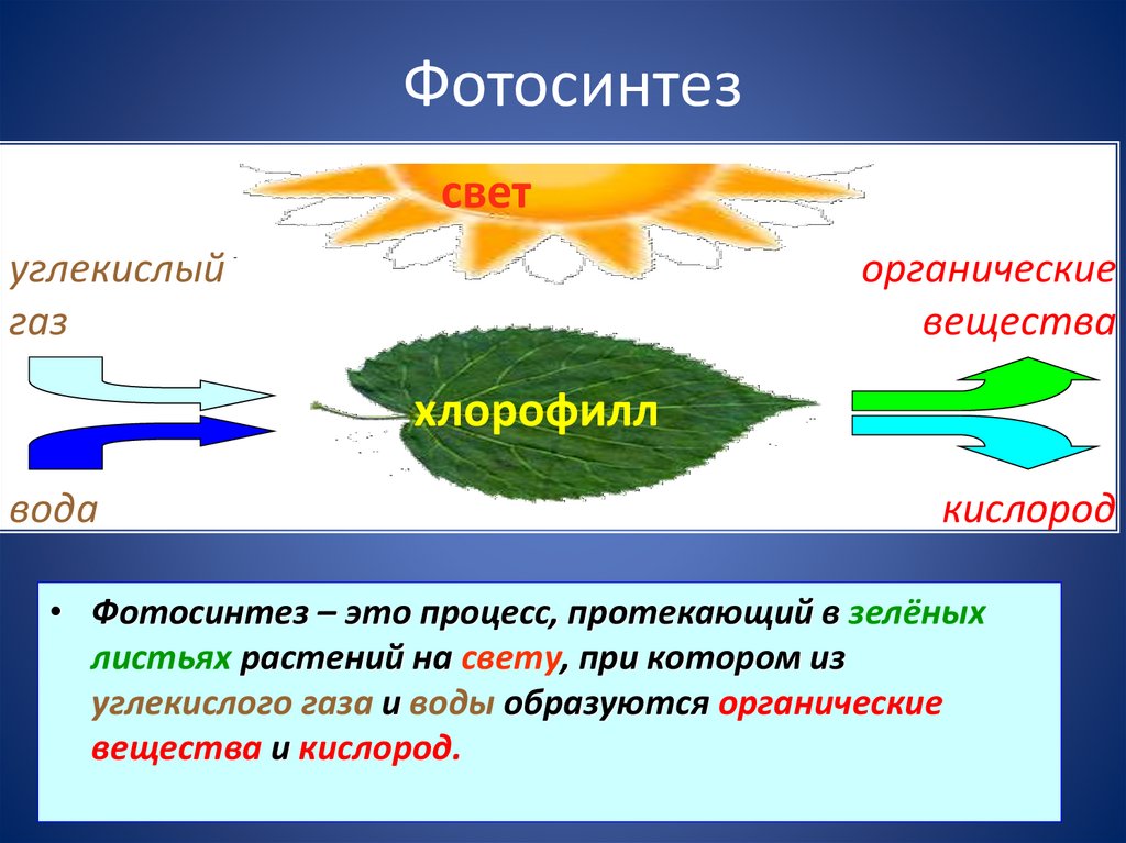 Составьте схему фотосинтеза. Процесс фотосинтеза 6 класс биология. С4 фотосинтез простая схема. Процесс фотосинтеза протекает. Схема процесса фотосинтеза.