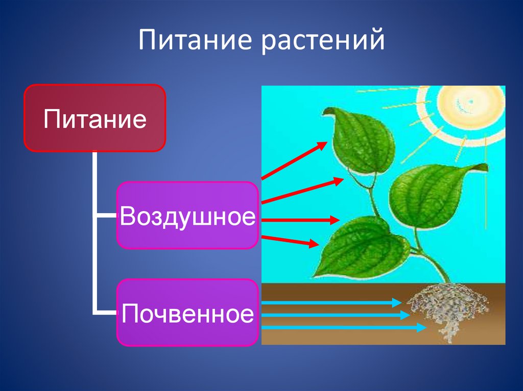 Воздушное питание корня. Почвенное и воздушное питание растений. Схема питания растений. Процесс питания растений. Питание растений и дыхание растений.