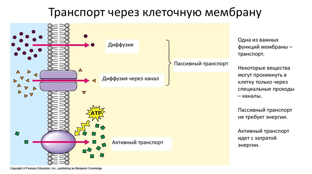 Виды транспорта через клеточную мембрану схема