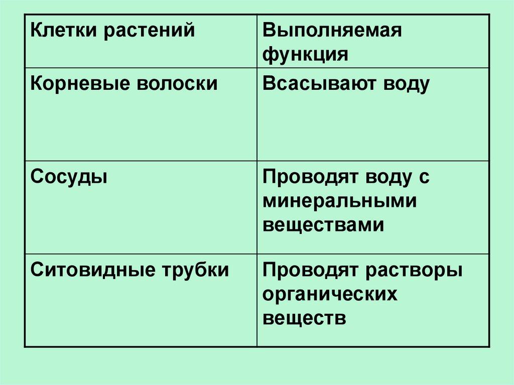 Передвижение веществ у растений 6 класс презентация